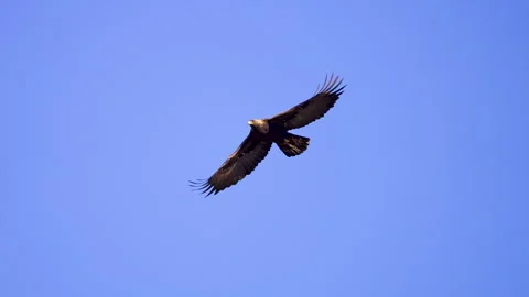 Close up of a Golden Eagle flapping its wings in sky Stock Footage 327025354