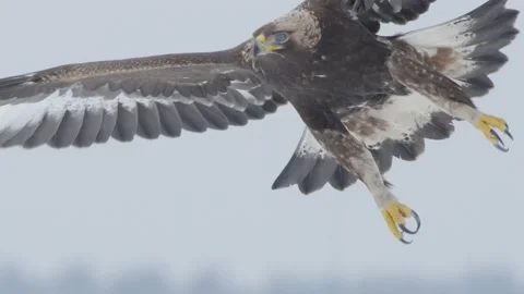 Close-up Golden eagle in flight in slow motion, bird of prey flying Stock Footage 226209787