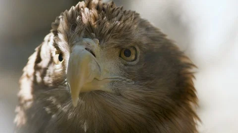 Close up of golden eagle Stock Footage 110724877