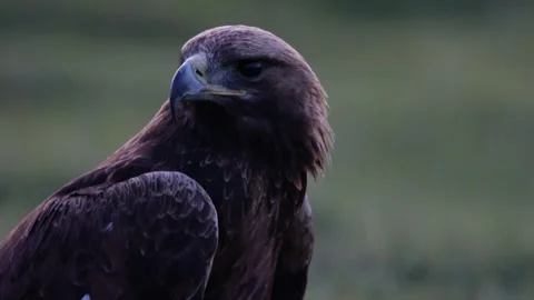 Close up of golden eagle Stock Footage 319814117