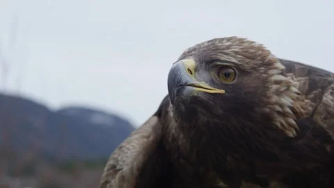 Close up of Golden Eagle Stock Footage 321768273