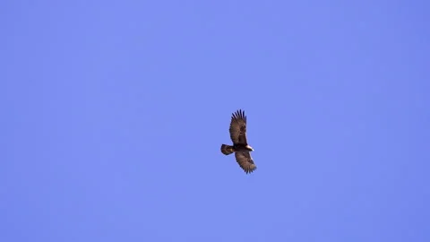 Close up of a Golden Eagle gliding against a blue sky Stock Footage 327025705