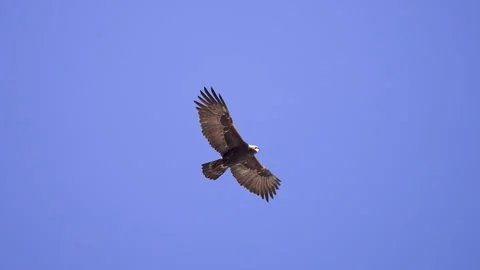 Close up of a Golden Eagle gliding against a blue sky in Utah Stock Footage 327025766