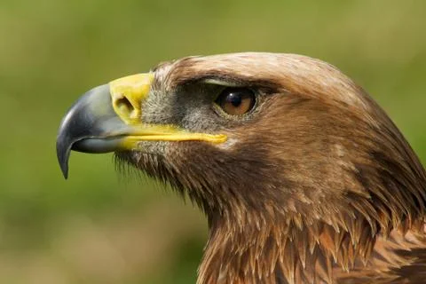 Close-up of golden eagle head with catchlight Stock Photos