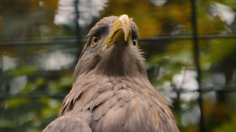 Close up of golden eagle head Stock Footage 119494162