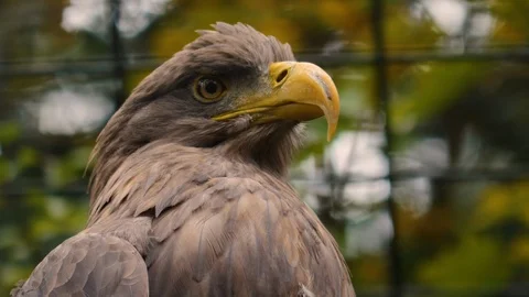 Close up of golden eagle head Stock Footage 119494400