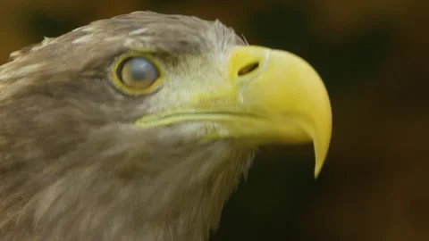 Close up of a golden eagle head Stock Footage 344375341