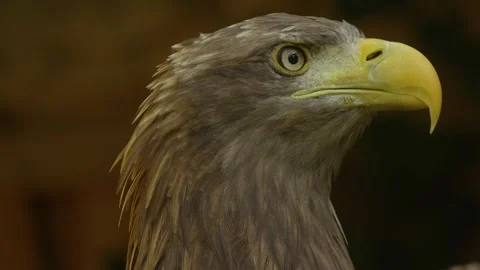 Close up of a golden eagle head Stock Footage 344375380