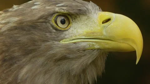 Close up of a golden eagle head Stock Footage 344375403