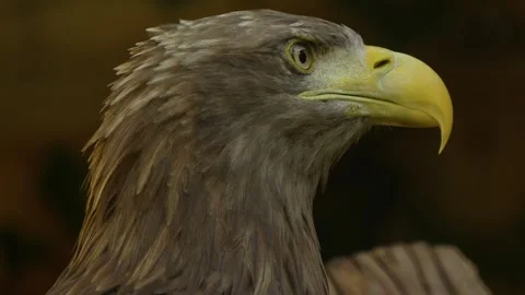 Close up of a golden eagle head Stock Footage 344378437