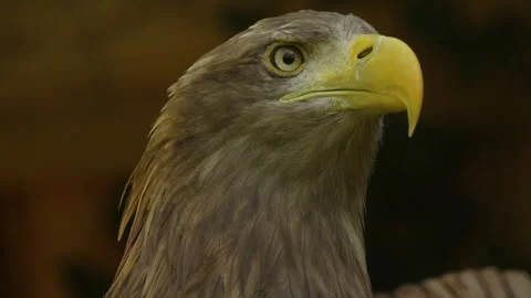 Close up of a golden eagle head 動画素材 344378438
