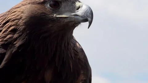 Close up of Golden Eagle looking around Stock Footage 321765698