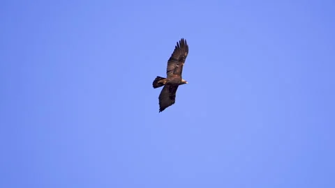 Close up of a Golden Eagle soaring against a blue sky in Utah Stock Footage 327025653