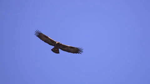 Close up of a Golden Eagle soaring in the sky over Utah Stock Footage 327025462