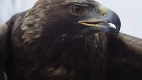 Close up of Golden Eagle spreading wings and looking around Stock Footage 321765699