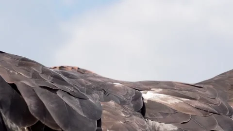 Close up of Golden Eagle spreading wings Stock Footage 322171208