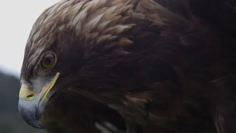 Close up of Golden Eagle spreading wings Stock Footage 322171254