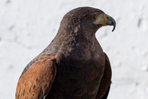 Close-up of a golden eagle's head facing Stock Photos