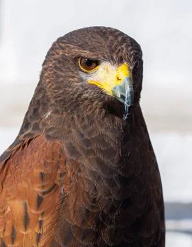 Close-up of a golden eagle's head facing Stock Photos