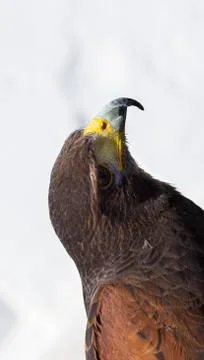 Close-up of a golden eagle's head facing Stock Photos