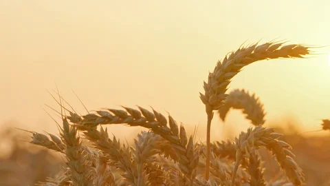 Close-up of golden ears of wheat at sunset; moon-shaped wheat ears Vídeo Stock 124954965