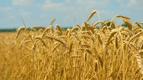 Close-up of golden ears of wheat waved by wind with blurred background Stock Footage 91869864