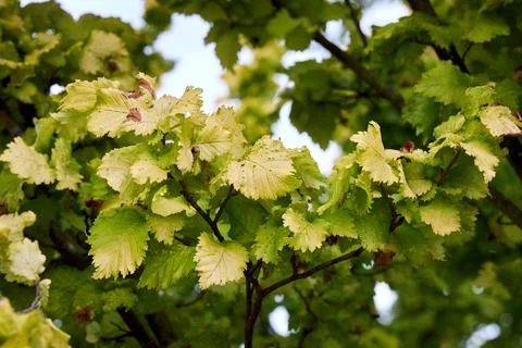Close-up of golden elm tree foliage showing distinctive pimple leaf galls cau Фото
