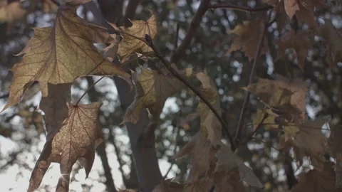 Close Up Of Golden Fall Leaf At Sunset 스톡 동영상 148509252