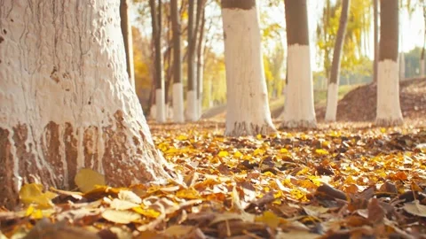 Close-up of golden fallen leaves Vídeo Stock 228726536