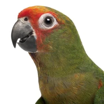 Close-up of Golden-fronted Conure, Aratinga auricapilla aurifrons, 3 months old, 写真素材
