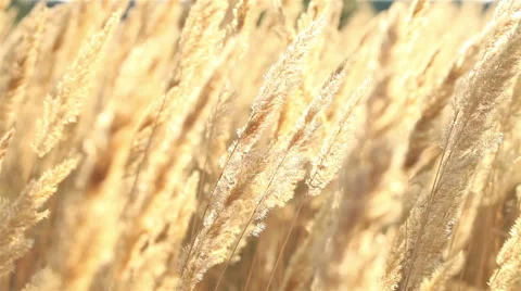 Close up of a golden grass moving in a wind on a sunset Stock Footage 55254868