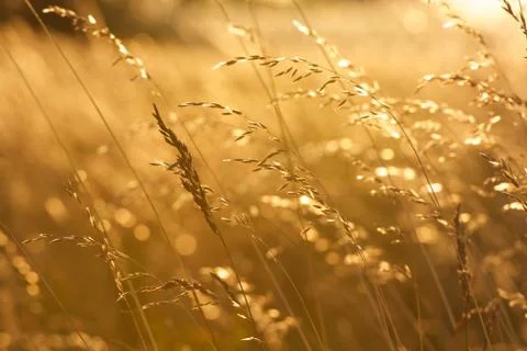 Close up of golden grass on the sunset Stock Photos