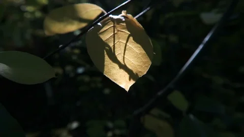 Close up of golden leaf backlit by the sun. Stock Footage 97398159