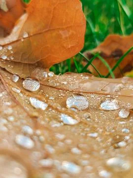 Close-up golden leaf with drops Stock Photos