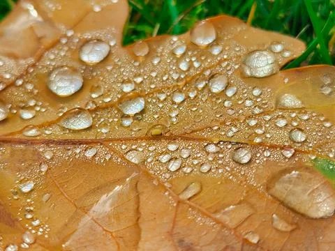 Close-up golden leaf with drops Stock Photos