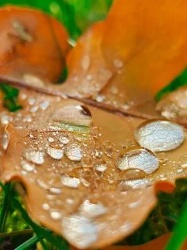 Close-up golden leaf with drops Stock Photos