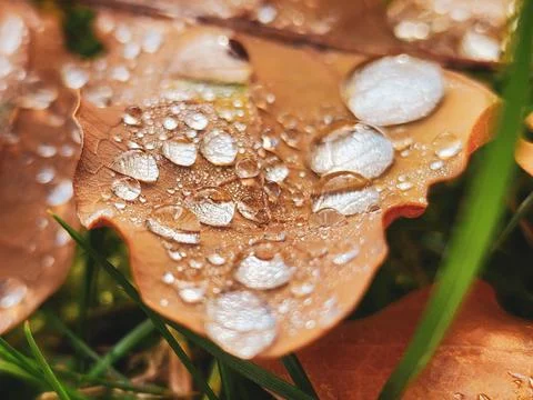 Close-up golden leaf with drops Foto stock
