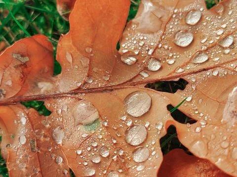 Close-up golden leaf with drops Stock Photos