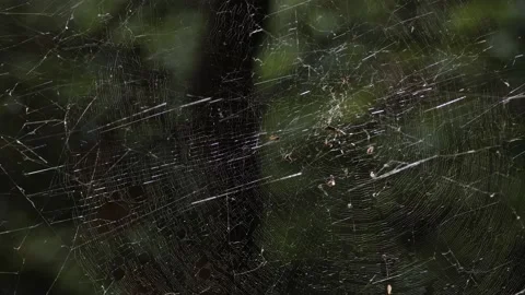 Close up of a golden orb weaver spider web. Stock Footage 163145146