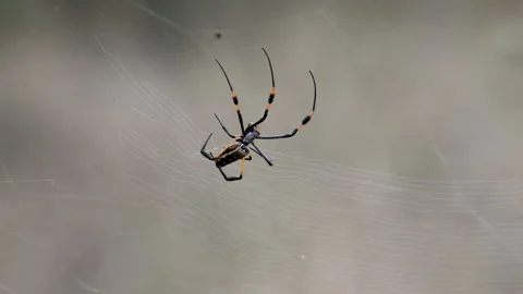Close-up. Golden Orb Web Spider. Web. Krugerpark Park. Stock Footage 202019853
