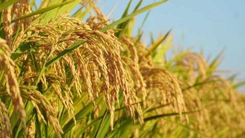Close-up of a golden paddy under the blue sky; rice in the harvest season Stock Footage 124590367