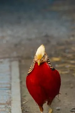 Close-up of a golden pheasant facing forward, with a rich red coat, golden .. Stock Photos