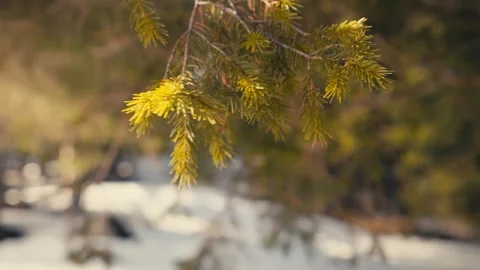 Close up of golden pine tree branches against blurred snowy background Stock Footage 331961089