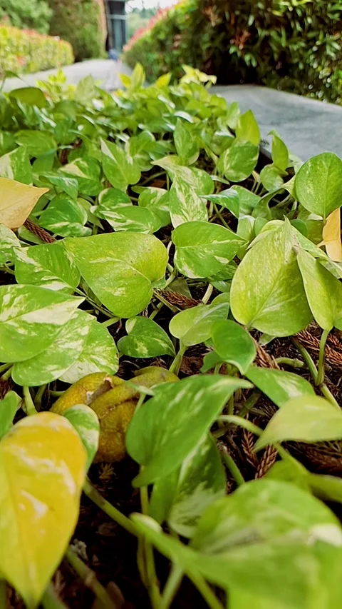 Close-Up of Golden Pothos Leaves Видео 337934261