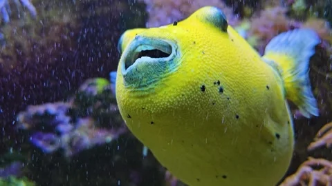 Close up of a golden puffer fish  Stock Footage 264123959