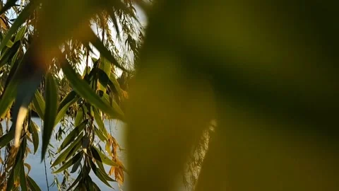 Close-up: Golden rays shine through the yellow leaves of a tree. Amazing Stock Footage 253555011