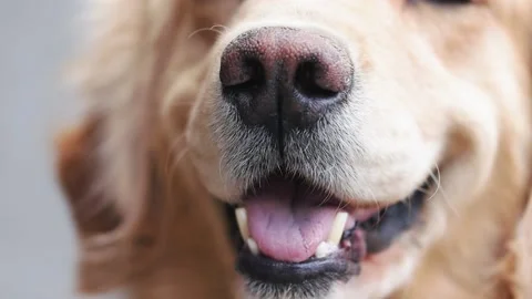 Close-up of Golden Retriever dog smile. Concept of animals and pets. Stock Footage 225583853