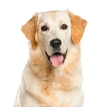 Close-up of a Golden Retriever in front of a white background Stock Photos