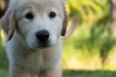 Close up of Golden Retriever puppy Stock Photos
