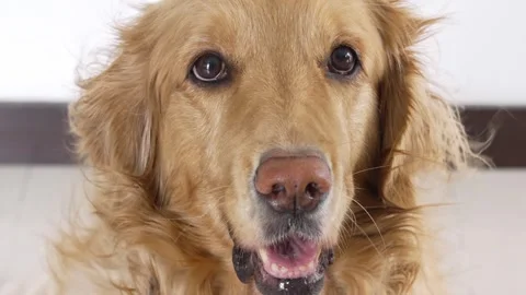 Close-Up of Golden Retriever’s Face with Wind Blowing Through Its Fur Stock Footage 283861280